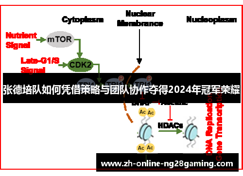 张德培队如何凭借策略与团队协作夺得2024年冠军荣耀